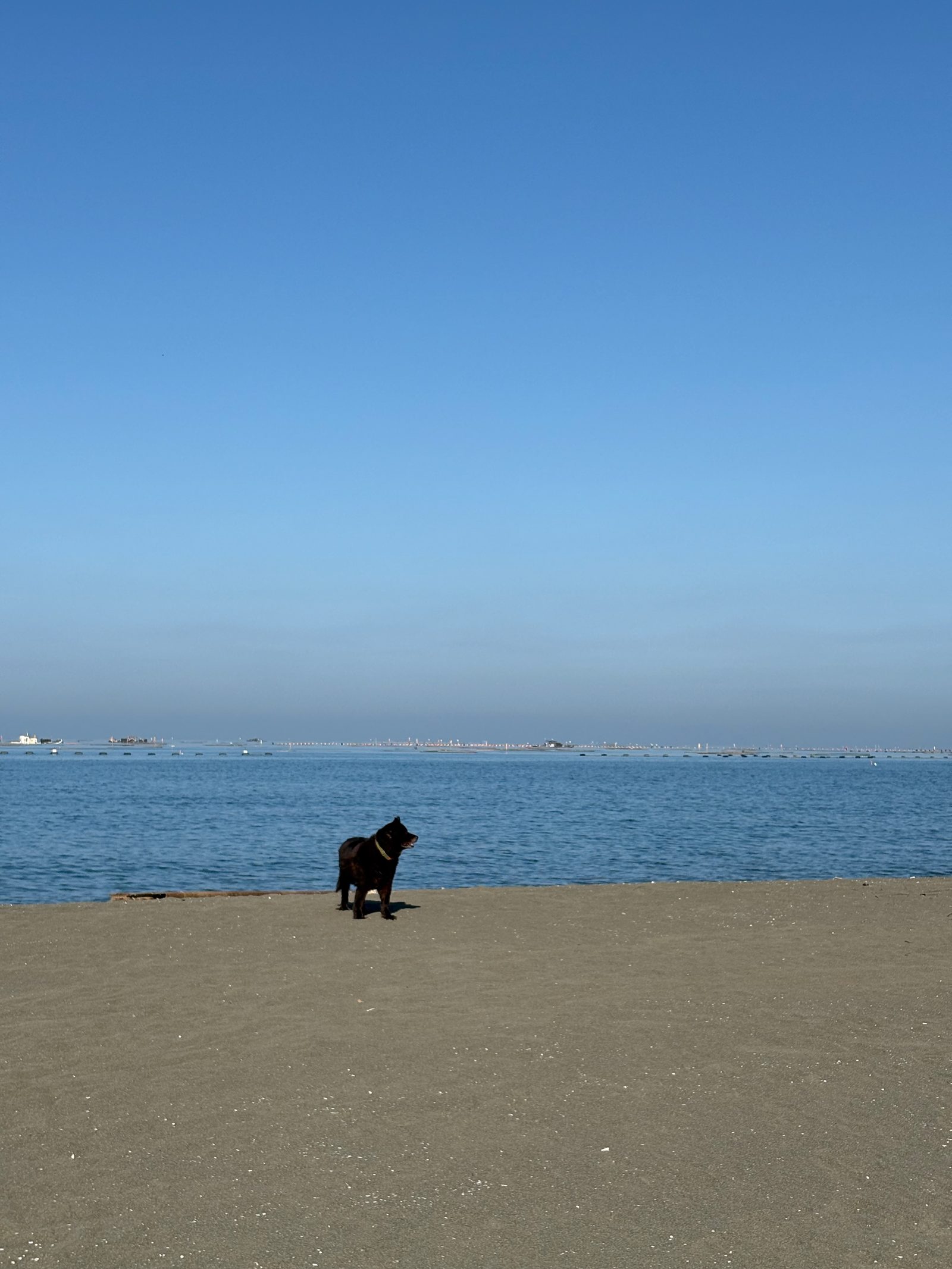 広い砂浜に立つ愛犬